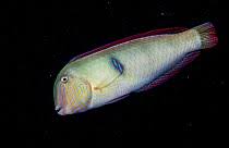 Image result for Xyrichtys novacula