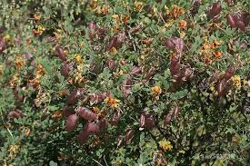 Image result for Colutea x media (arborescens x orientalis)