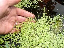 Attēlu rezultāti vaicājumam “Lemna minor”