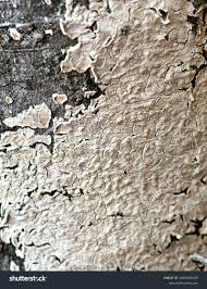 Attēlu rezultāti vaicājumam “Coniophora puteana”