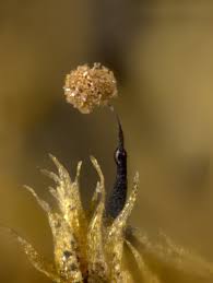 Attēlu rezultāti vaicājumam “Clastoderma debaryanum spores”