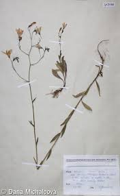 Image result for Campanula patula