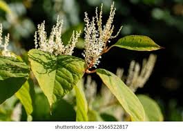 Attēlu rezultāti vaicājumam “Reynoutria sachalinensis”