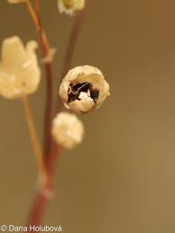 Attēlu rezultāti vaicājumam “Spergula morisonii”