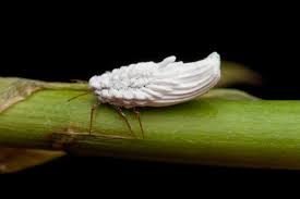 Attēlu rezultāti vaicājumam “Orthezia urticae”