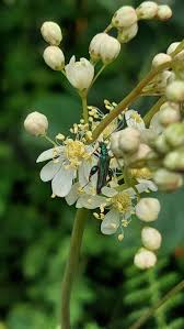 Attēlu rezultāti vaicājumam “Filipendula vulgaris leaf”