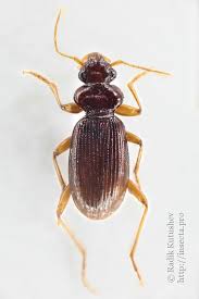 Attēlu rezultāti vaicājumam “Leistus ferrugineus”