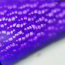 Attēlu rezultāti vaicājumam “Sphagnum warnstorfii”