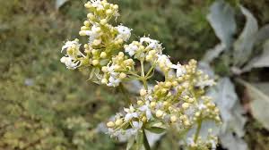 Attēlu rezultāti vaicājumam “Galium album flower”