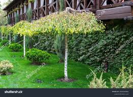 Attēlu rezultāti vaicājumam “Betula pendula var. carelica”