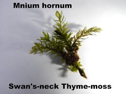 Attēlu rezultāti vaicājumam “Mnium hornum”