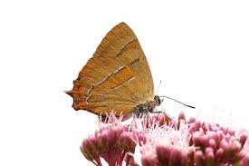 Attēlu rezultāti vaicājumam “Thecla betulae female”