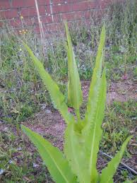 Attēlu rezultāti vaicājumam “Dipsacus fullonum”