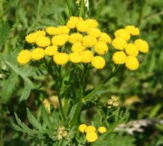 Attēlu rezultāti vaicājumam “Tanacetum vulgare flower”