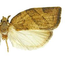 Attēlu rezultāti vaicājumam “Pandemis”