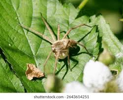 Attēlu rezultāti vaicājumam “Pisaura mirabilis female”