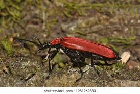 Attēlu rezultāti vaicājumam “Pyrochroa coccinea”