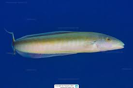 Image result for Malacanthus plumieri