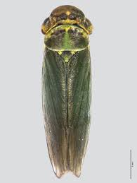 Attēlu rezultāti vaicājumam “Cicadella viridis female”