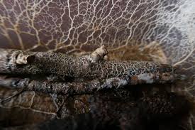 Attēlu rezultāti vaicājumam “Physarum melleum spores”