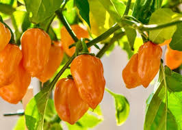 Afbeeldingsresultaat voor orange habanero hot pepper