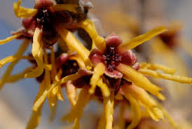 Attēlu rezultāti vaicājumam “Hamamelis vernalis flower”