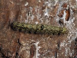 Attēlu rezultāti vaicājumam “Atolmis rubricollis”