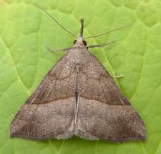 Attēlu rezultāti vaicājumam “Hypena proboscidalis”