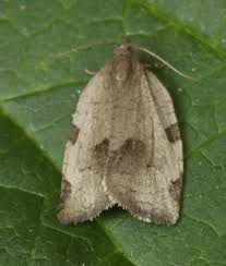 Attēlu rezultāti vaicājumam “Lozotaenia forsterana”