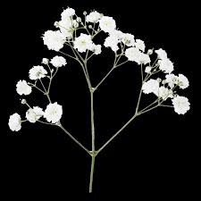 Attēlu rezultāti vaicājumam “Gypsophila fastigiata bud”