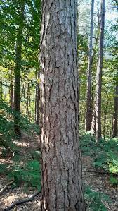 Attēlu rezultāti vaicājumam “Pinus sylvestris var. borussica”