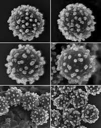 Attēlu rezultāti vaicājumam “Octospora splachnophila”