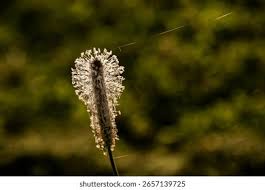 Attēlu rezultāti vaicājumam “Plantago media bud”