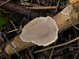 Attēlu rezultāti vaicājumam “Junghuhnia nitida”