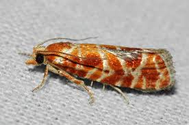 Attēlu rezultāti vaicājumam “Rhyacionia pinicolana”