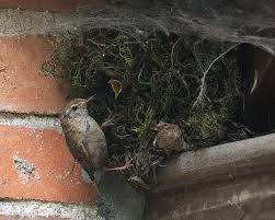 Attēlu rezultāti vaicājumam “Troglodytes troglodytes nest”