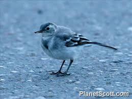 Attēlu rezultāti vaicājumam “Motacilla alba juvenile”