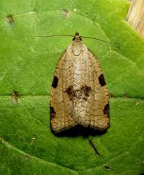 Attēlu rezultāti vaicājumam “Lozotaenia forsterana”