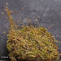 Attēlu rezultāti vaicājumam “Didymodon tophaceus sporophyte”