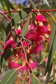 Attēlu rezultāti vaicājumam “Lycogala convexum sessile”