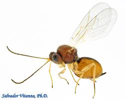 Attēlu rezultāti vaicājumam “Cynipidae”