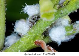 Attēlu rezultāti vaicājumam “Psylla alni”