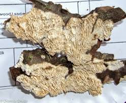 Attēlu rezultāti vaicājumam “Antrodia malicola”