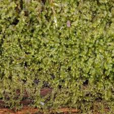 Attēlu rezultāti vaicājumam “Lophocolea minor”