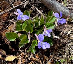 Attēlu rezultāti vaicājumam “Viola rupestris flower”