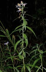 Attēlu rezultāti vaicājumam “Symphyotrichum x salignum flower”