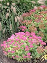 Image result for Chrysanthemum spectabile