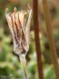 Attēlu rezultāti vaicājumam “Scorzonera humilis bud”