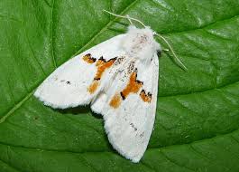 Attēlu rezultāti vaicājumam “Leucodonta bicoloria imago”