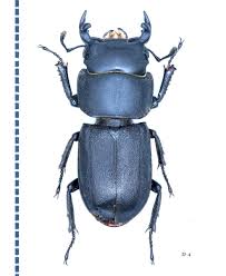 Attēlu rezultāti vaicājumam “Dorcus parallelopipedus”